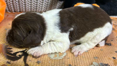 Les chiots de English Springer Spaniel