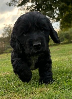 Les chiots de Cocker Spaniel Anglais