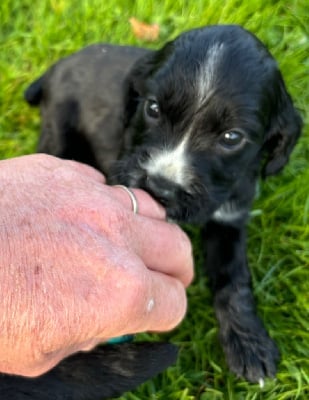 Les chiots de Cocker Spaniel Anglais