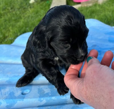 Les chiots de Cocker Spaniel Anglais