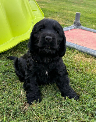 Les chiots de Cocker Spaniel Anglais