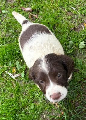 Les chiots de English Springer Spaniel