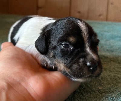 Les chiots de Epagneul Breton