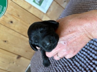 Les chiots de Cocker Spaniel Anglais