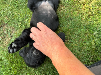 Les chiots de Cocker Spaniel Anglais