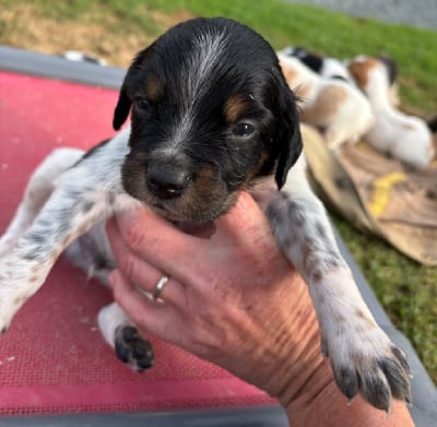 Les chiots de Epagneul Breton