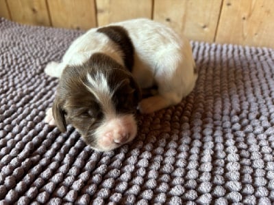 Les chiots de English Springer Spaniel