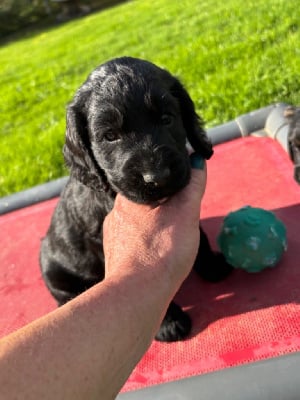 Les chiots de Cocker Spaniel Anglais