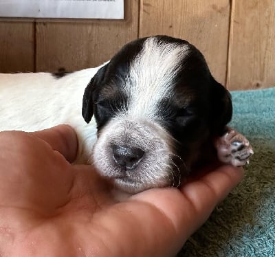 Les chiots de Epagneul Breton