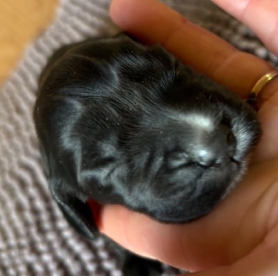 Les chiots de Cocker Spaniel Anglais