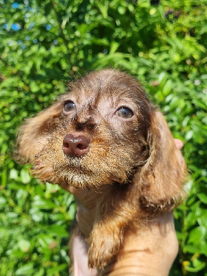 Les chiots de Teckel poil dur