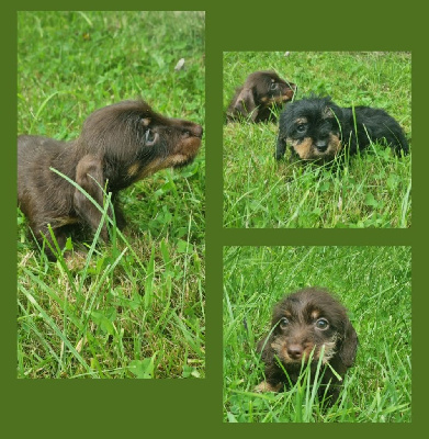 Les chiots de Teckel poil dur