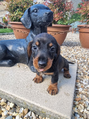 Les chiots de Teckel poil dur