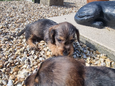 Les chiots de Teckel poil dur