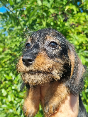 Les chiots de Teckel poil dur