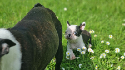 Les chiots de Boston Terrier