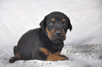 Les chiots de Dobermann