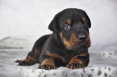 Les chiots de Dobermann