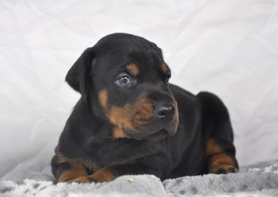 Les chiots de Dobermann