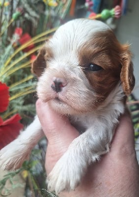 Les chiots de Cavalier King Charles Spaniel