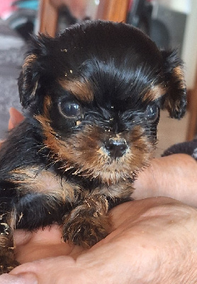 Les chiots de Cavalier King Charles Spaniel