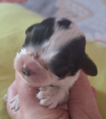 Les chiots de Cavalier King Charles Spaniel