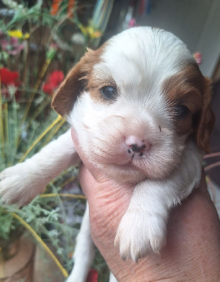 Les chiots de Cavalier King Charles Spaniel