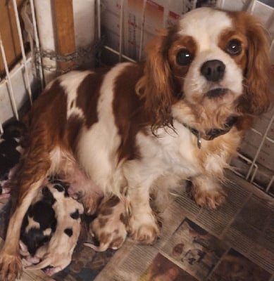 Les chiots de Cavalier King Charles Spaniel