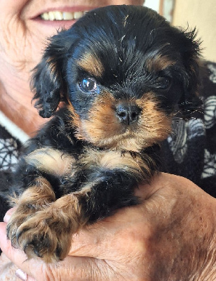 Les chiots de Cavalier King Charles Spaniel