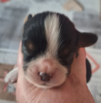 Les chiots de Cavalier King Charles Spaniel