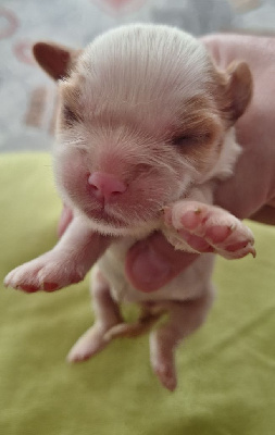 Les chiots de Cavalier King Charles Spaniel