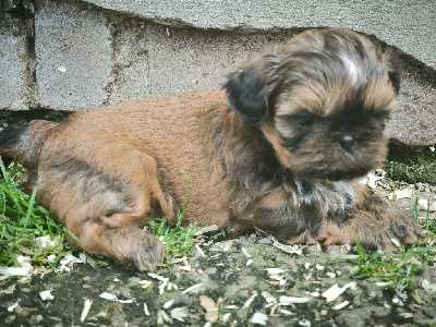 Les chiots de Shih Tzu