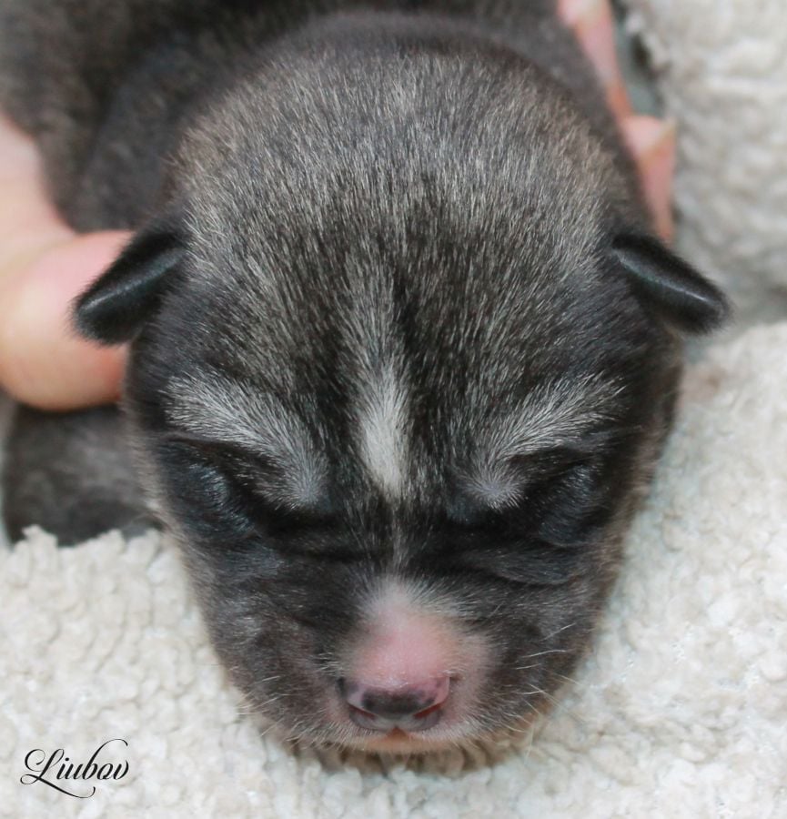 LIUBOV'S VENT D'HIVER - Siberian Husky