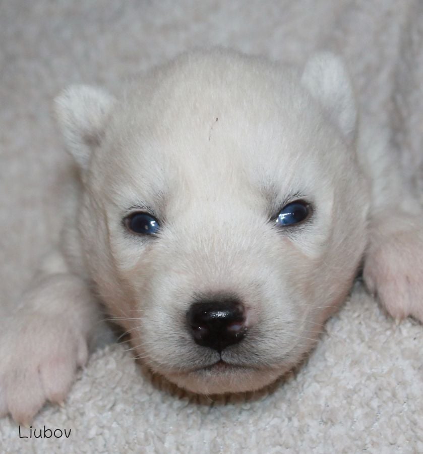 LIUBOV'S VAL D'AZUN - Siberian Husky