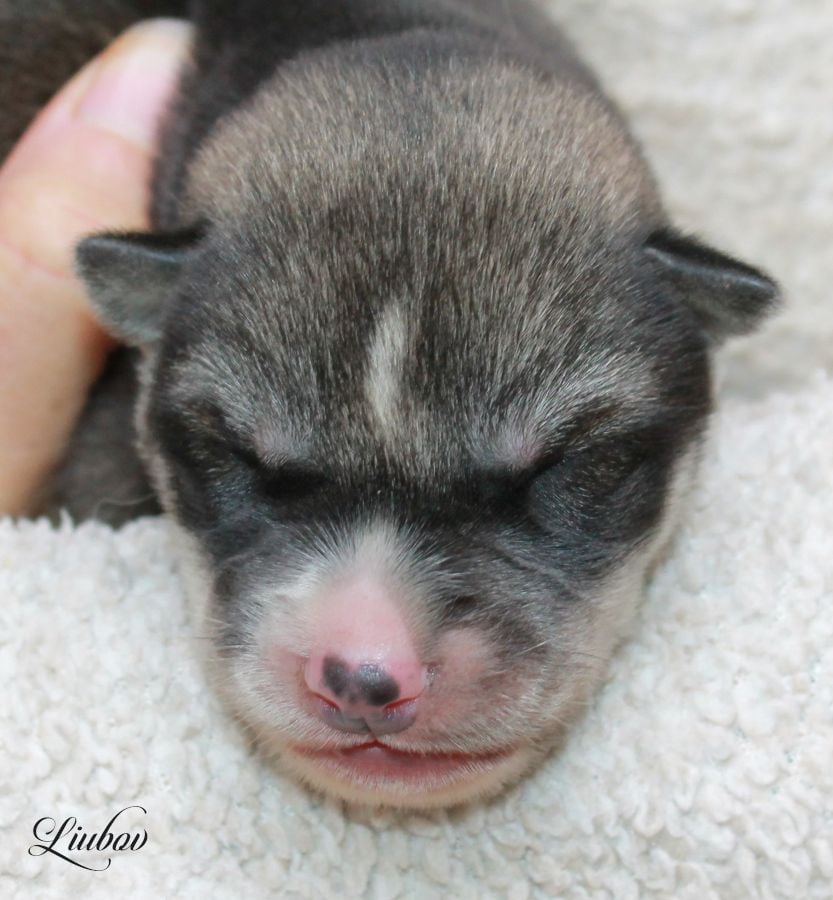 LIUBOV'S VENT DU NORD - Siberian Husky