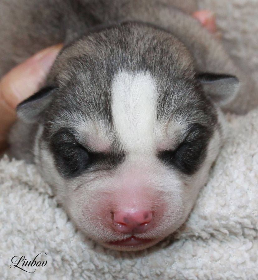 LIUBOV'S VENT STELLAIRE - Siberian Husky