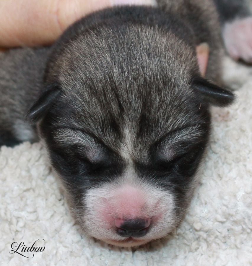 LIUBOV'S VALLÉE DE GIVRE - Siberian Husky