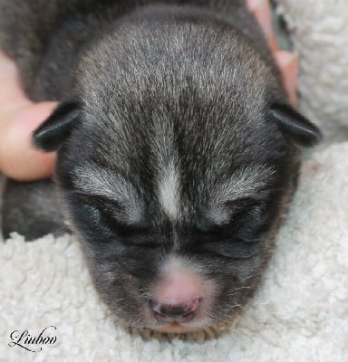 Les chiots de Siberian Husky