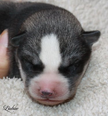 Les chiots de Siberian Husky