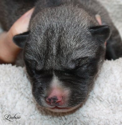 Les chiots de Siberian Husky