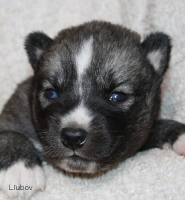 Les chiots de Siberian Husky