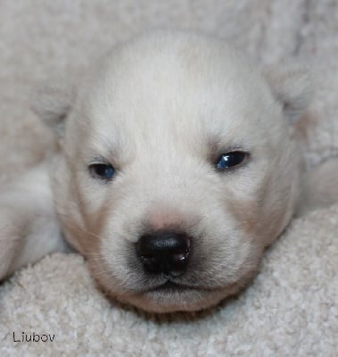 Les chiots de Siberian Husky