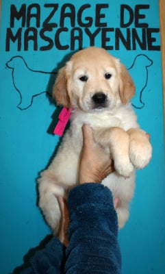 Les chiots de Golden Retriever