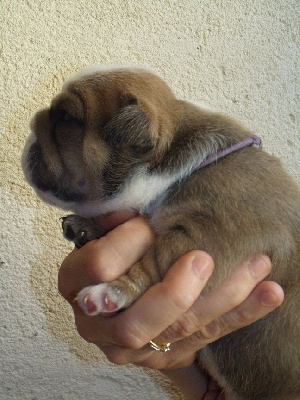 Les chiots de Bulldog Anglais