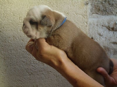 Les chiots de Bulldog Anglais