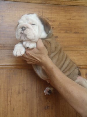 Les chiots de Bulldog Anglais