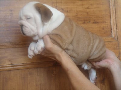 Les chiots de Bulldog Anglais