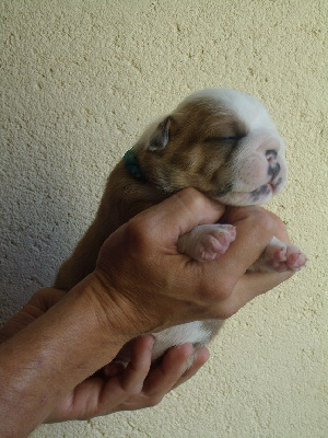 Les chiots de Bulldog Anglais