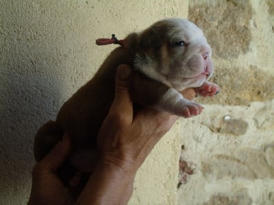 Les chiots de Bulldog Anglais