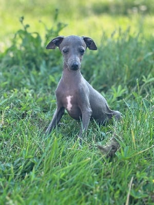 Les chiots de Petit Levrier Italien